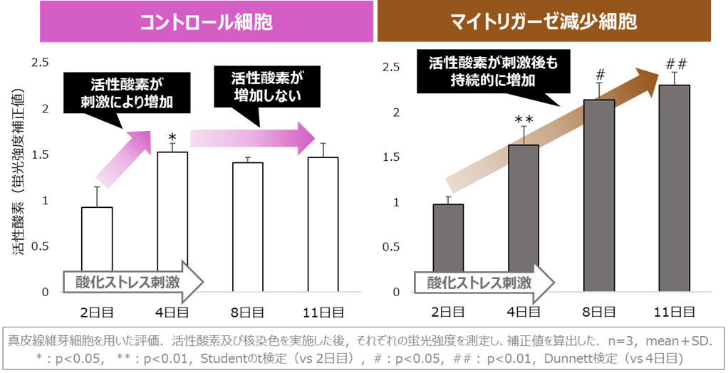 図3 マイトリガーゼの減少による活性酸素の持続的な増加