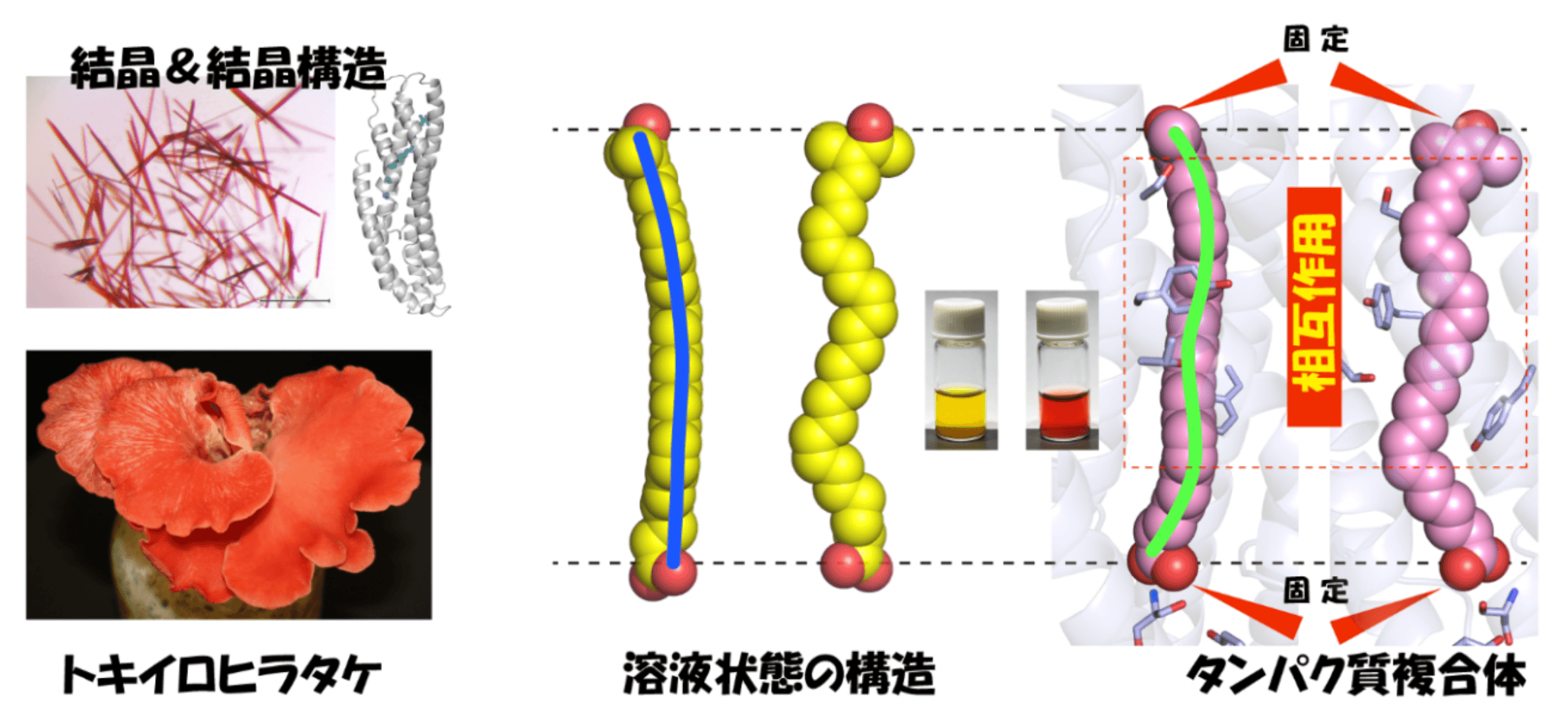 図4 溶液状態では緩やかなアーチ状の立体構造を示す2-dehydro-3-deoxylaetiporic acid Aが、タンパク質内部ではゆがんだ構造を取ることを強いられ、赤色を呈色する