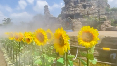 ひまわりミスト　イメージ