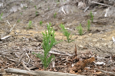 XYOD3vi60HoA7cSK4zR2.jpg?w=940&h=940