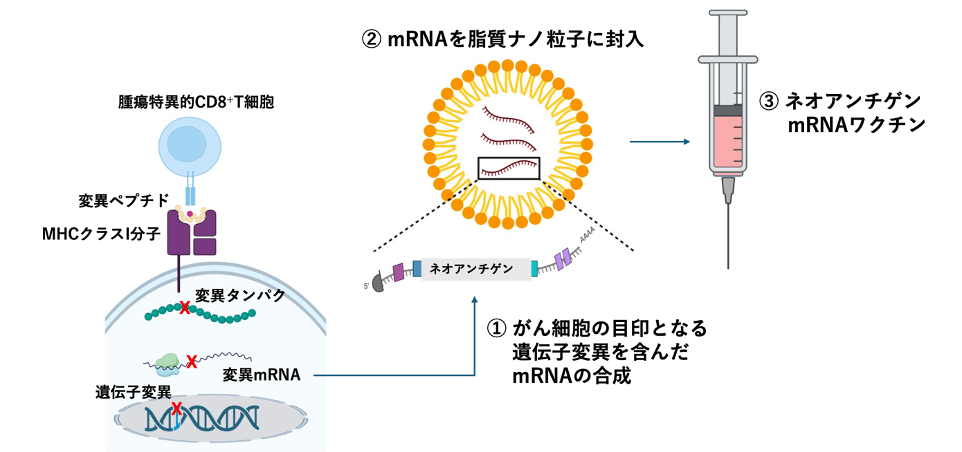 図 ネオアンチゲンからmRNAワクチンをLNPに封入する流れ
