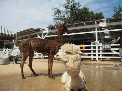 Xc8pi7DMssbfuxGeJWq0.png?w=940&h=940