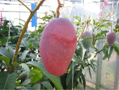 愛紅(あいこう)