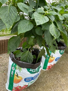 袋栽培（受託施設にて撮影）