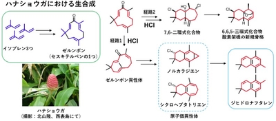 【図１】酸性条件におけるゼルンボンの反応経路