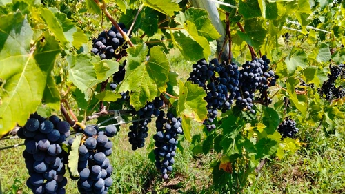 伊勢シティホテルで「伊勢雫」「伊勢凛」「伊勢雅」ワインの提供開始