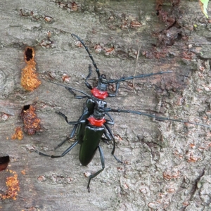 クビアカツヤカミキリの成虫
