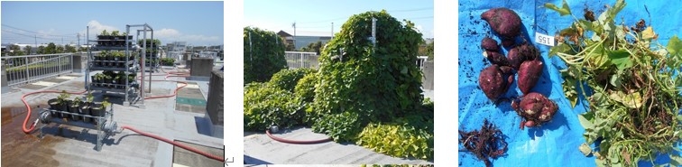 図1 磐南浄化センターで実施したサツマイモの根圏灌漑三層栽培システム 左:苗定植(6月)、中央:生育状況(8月)、右:収穫した芋(11月)