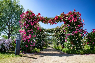 2021信州なかのバラまつり　開催中♪