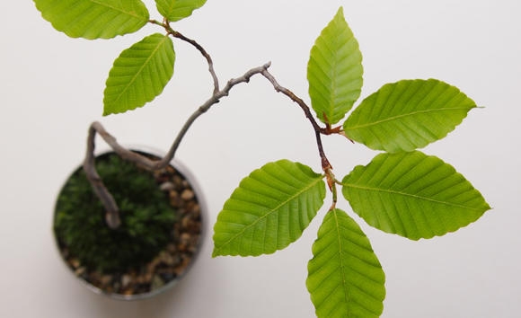 モダンな和み ~景色盆栽 限定販売~