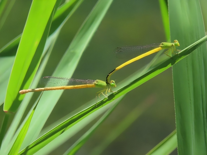 キイトトンボのペア