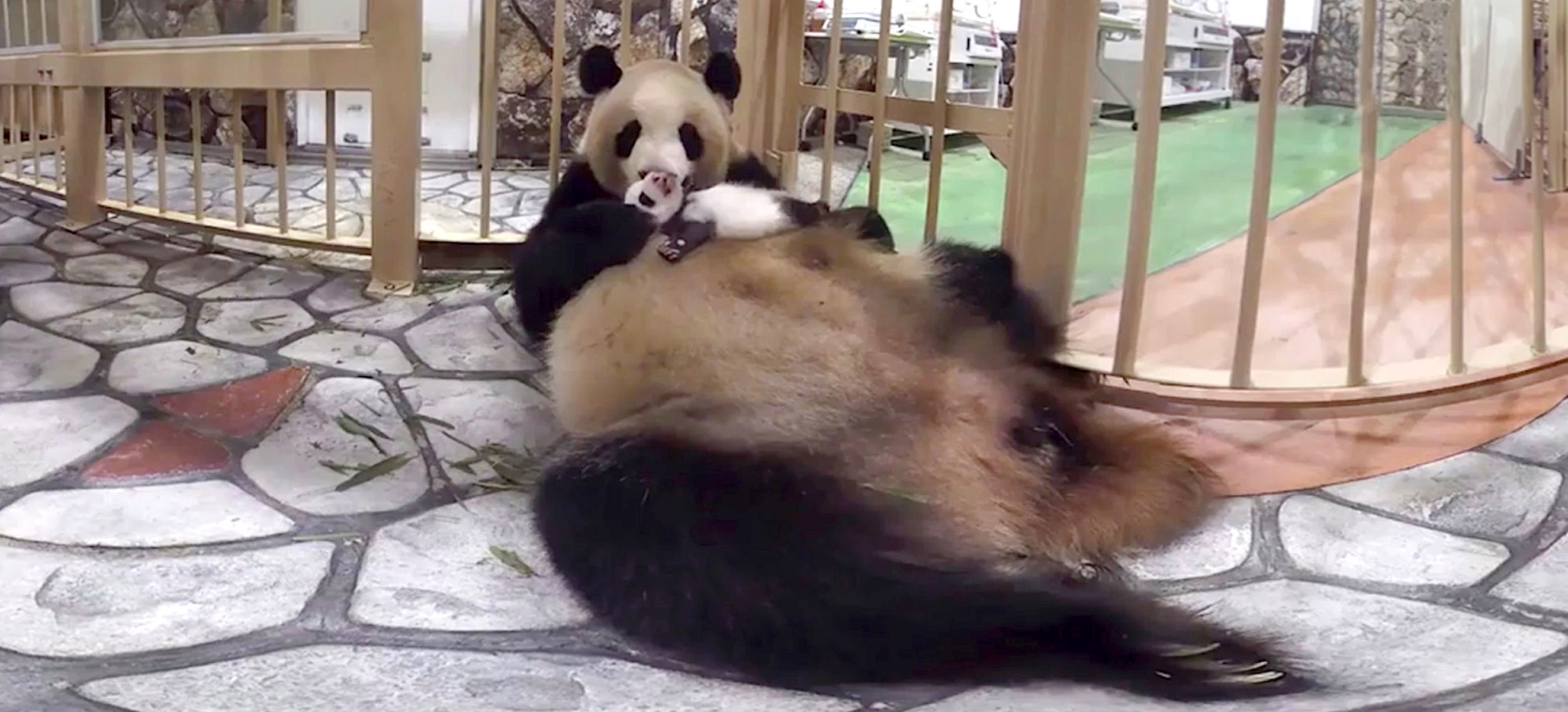 新型コロナで遊びに行けない障害支援施設の子供達へVR動物園を配信！アドベンチャーワールドと共同で無償提供をスタート