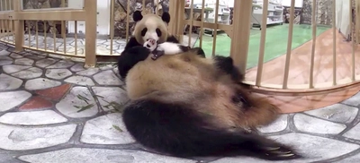 新型コロナで遊びに行けない障害支援施設の子供達へVR動物園を配信！アドベンチャーワールドと共同で無償提供をスタート