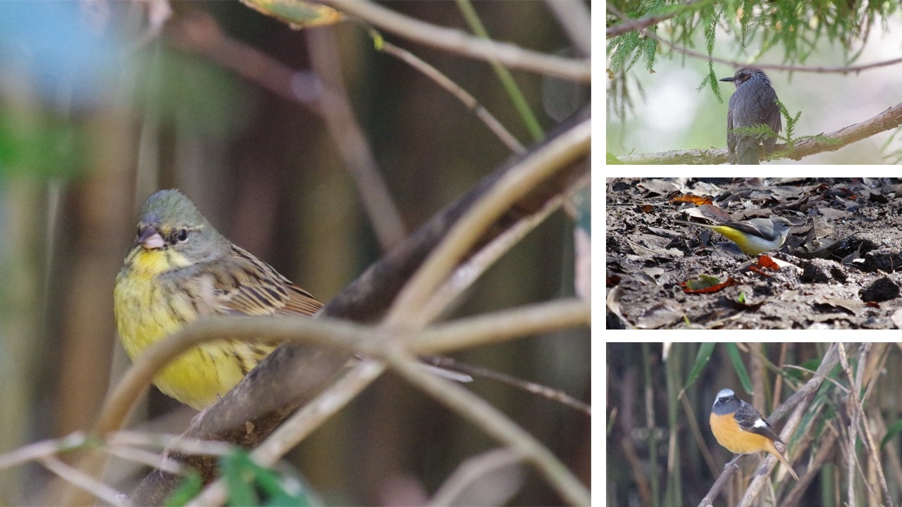 2月24日（土）に小山田緑地にて野鳥観察会を開催します！