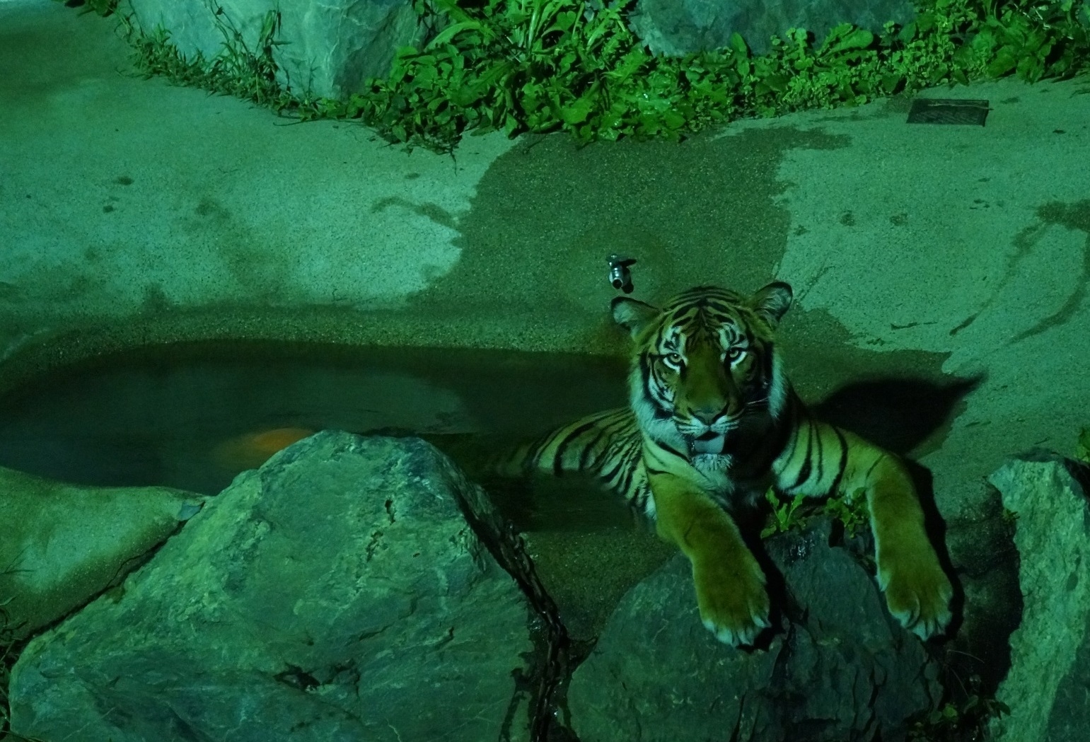 夜にくつろぐベンガルトラ