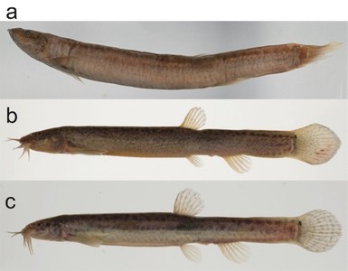 【図1　日本列島のドジョウ属魚類】（a）形態的に異なる特徴がみられる「ジンダイドジョウ」の標本（標準体長119.1 mm、MIE-Fi1512）。（b）「ドジョウType I」の標本（標準体長92.7 mm、KUN-P59954）。（c）一般的なドジョウ（Misgurnus anguillicaudatus）の標本（標準体長96.3 mm、KUN-P59924）。