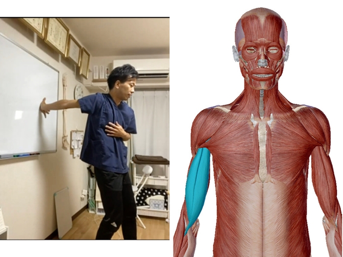 (セミナーの様子:肩のストレッチ/上腕二頭筋)