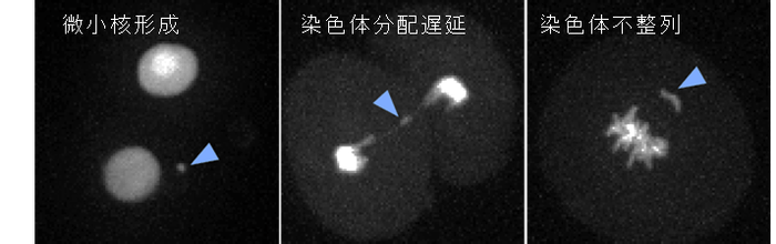 ライブセルイメージング技術により検出した受精卵での染色体分配異常の例