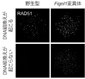 図2 マウス精母細胞において見られるRAD51タンパク質のDNAへの結合。通常の精母細胞(野生型)では、DNA組換え部位へのRAD51タンパク質の結合が点状に観察される(左上)。一方、FIGNL1タンパク質の欠損細胞(Fignl1変異体)では、倍以上のRAD51タンパク質の結合が見られる(右上)。DNA組換えが起こらない場合は通常RAD51タンパク質のDNAへの結合が見られない(左下)が、FIGNL1タンパク質を欠損させるとDNA組換えが起こらなくてもRAD51タンパク質がDNAに結合する(右下)。