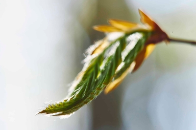 Xz38FLRFTfovIrOt3fKn.jpg?w=940&h=940