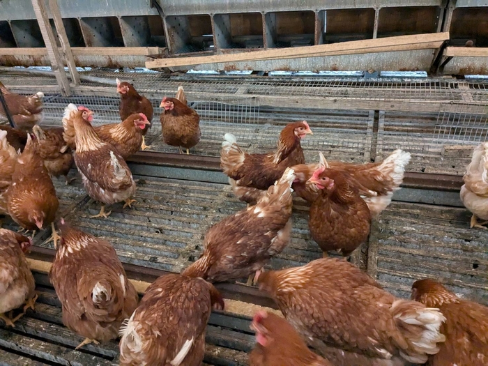 鶏の生活風景(2)