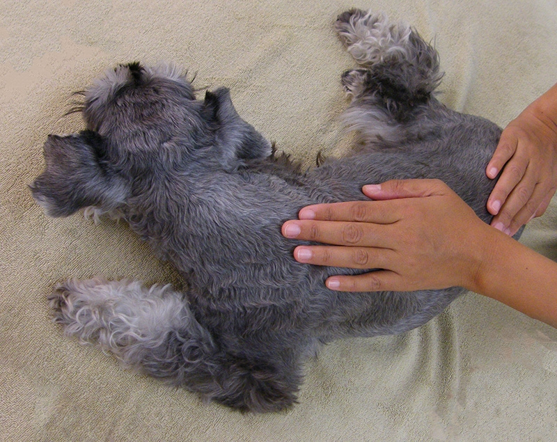 ドッグアロマトリートメント(マッサージ)