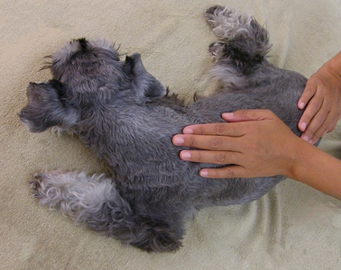 ドッグアロマトリートメント（マッサージ）