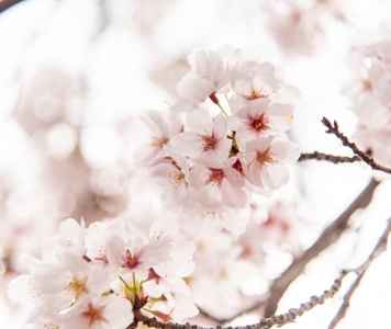 桜の花（ソメイヨシノ）