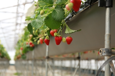 Y2hVOuCLOIZwt7wHTHu7.JPG?w=940&h=940