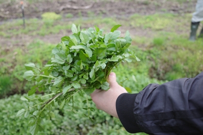 Y5MYmWInny4Yma4EIYk9.JPG?w=940&h=940