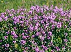 Y7wKN0eKb61pz8UJPTVU.jpg?w=940&h=940