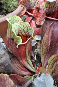 Y9IKoqHecgEsD2qr8k6l.jpg?w=940&h=940