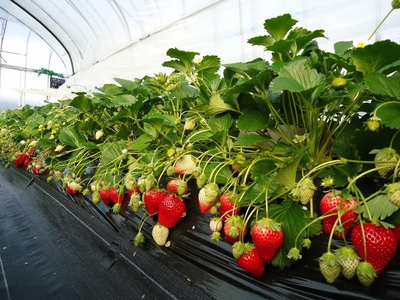 YA9klnzT0xXDWaxxgV53.jpg?w=940&h=940