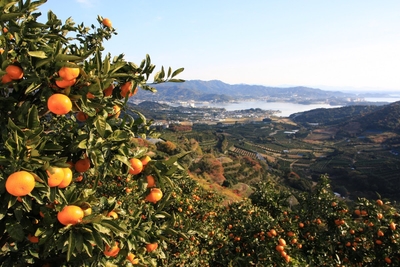 静岡の最西端に位置する三ヶ日町　南向きの斜面にみかん畑が広がる