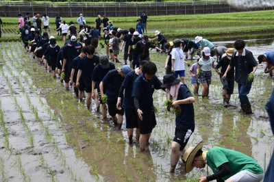 田植えが終わり、苗を踏まないように水田から出る