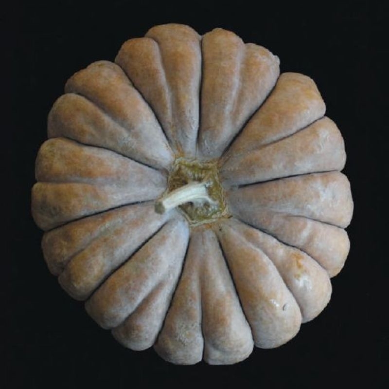 「三毛門南瓜」約450年前、ポルトガルから豊後の国(大分県)を経て福岡県の三毛門地区に伝わったとされる日本最古のかぼちゃ。