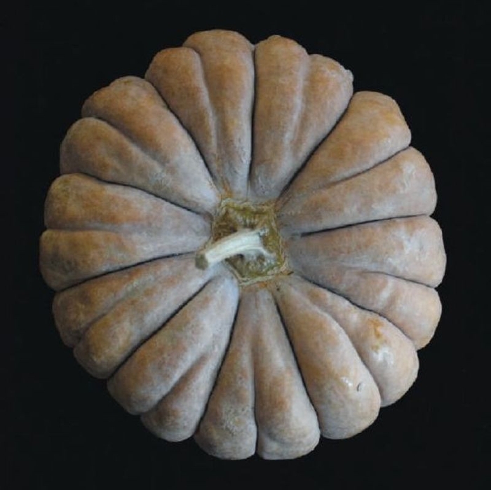 「三毛門南瓜」約450年前、ポルトガルから豊後の国(大分県)を経て福岡県の三毛門地区に伝わったとされる日本最古のかぼちゃ。