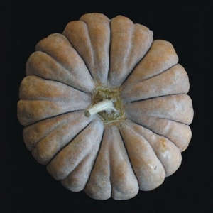 「三毛門南瓜」約450年前、ポルトガルから豊後の国（大分県）を経て福岡県の三毛門地区に伝わったとされる日本最古のかぼちゃ。