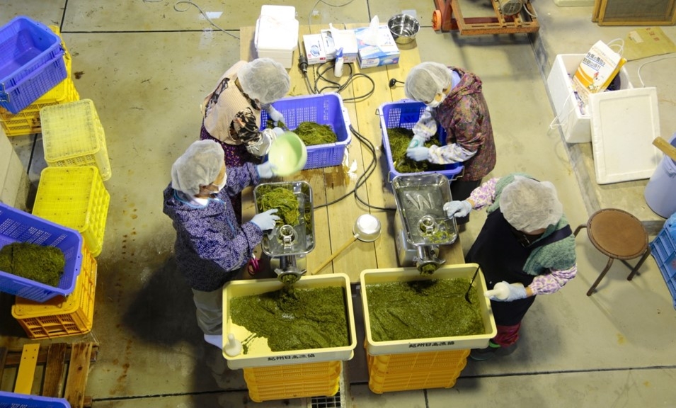 紀州アカモクの加工の様子