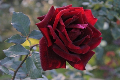 「クィーン・オブ・神代」