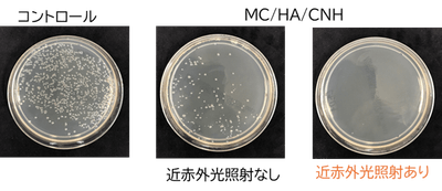 図2. A.a菌培養後の寒天培地。MC/HA/CNH混合なし（コントロール）と比較してMC/HA/CNH混合後は細菌のコロニーは減少し、さらに近赤外光照射するとコロニーは観察されなくなった。