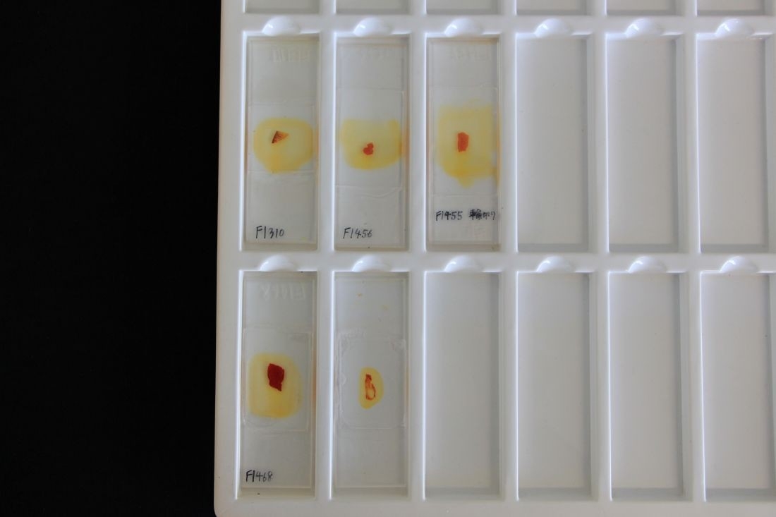 タンパク質が赤色に染まったゾウ類の化石