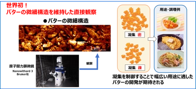 今後のバターの品質や風味向上へ期待 雪印メグミルク 原子間力顕微鏡を用いてバターの組織構造を 維持したまま直接観察できることを世界で初めて確認 2024年9月6日「酪農科学シンポジウム2024」にて発表