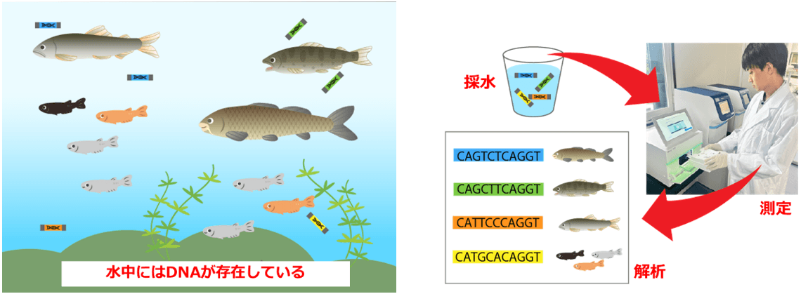 環境DNA分析のイメージ図