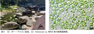 【名城大学】タイの温泉に生きるシアノバクテリアから新しい天然サンスクリーンを発見