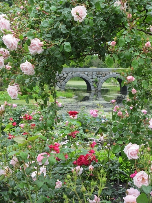 ローズシーズン1