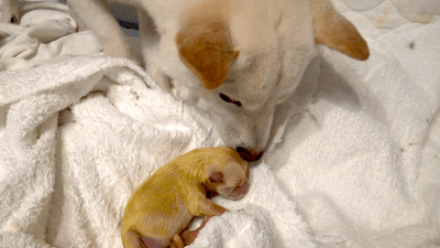 YT5kv4JnCyZo6kWsQ6oP.png?w=940&h=940