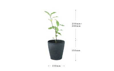 YVjRvfgUOU9W79kXmudN.jpg?w=940&h=940