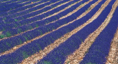 全国どこからでも参加できる「ペットアロマ」1DAYオンラインセミナー開催