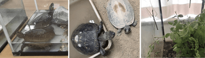 生き物展示（イメージ）